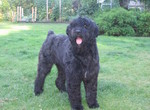 This is the Canuck's black dog, Sam.  I can't remember what breed he is, but he is SO lovable!!