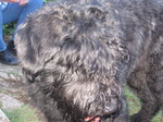 An up-close of Sam.