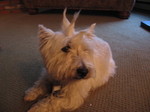 This is the Canuck's other dog, Cody.  He was all grouchy and growly all the time, but he did let me spike his hair.  He grew on me like a fungus and I tried to steal him when we left for home.