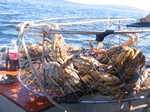 This is one of the traps...full, full, FULL of crabs!
