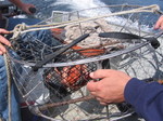 The trap before we set it, not quite as big as the ones on Deadliest Catch.