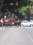 Horses heading to the fiesta.
